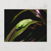 briefkaart "Hiding in Plain Sight" (Voorkant)