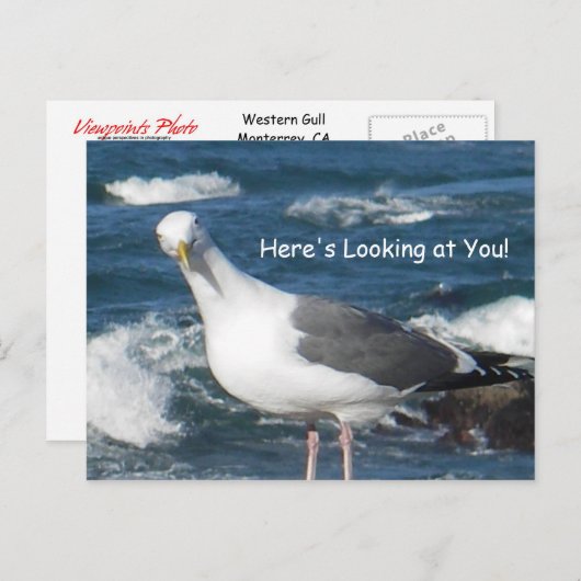 Briefkaart:  Hier kijk je naar Gull Briefkaart (Voorkant / Achterkant)