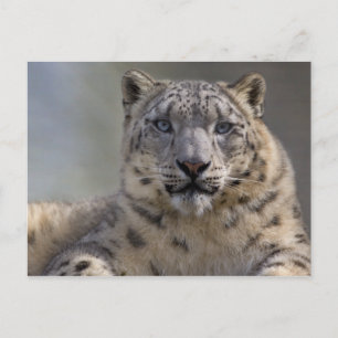 Briefkaart Himalayan Prince