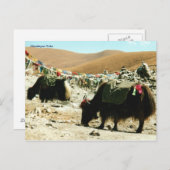 Briefkaart Himalayan Yaks (Voorkant / Achterkant)