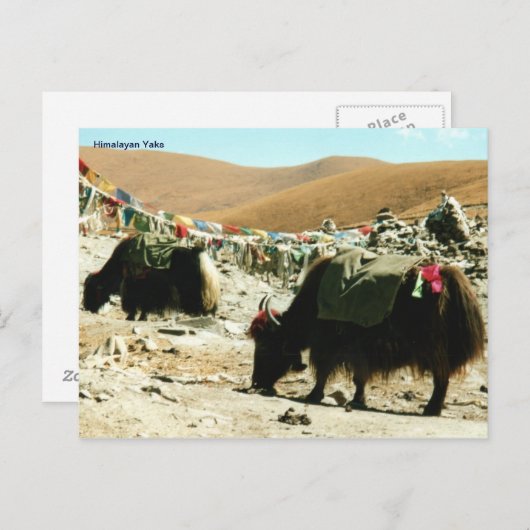 Briefkaart Himalayan Yaks (Voorkant / Achterkant)