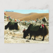 Briefkaart Himalayan Yaks (Voorkant)
