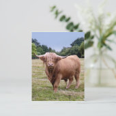 Briefkaart hobbykoeien (Staand voorkant)