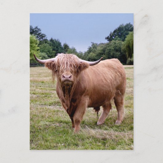 Briefkaart hobbykoeien (Voorkant)
