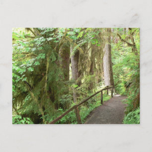 Briefkaart Hoh Valley Rain Forest