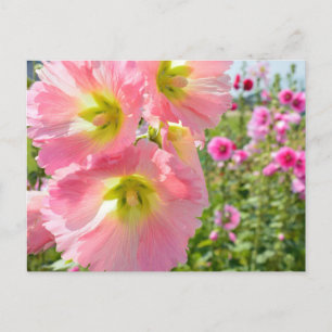 Briefkaart Hollyhock Flowers
