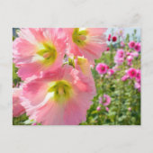 Briefkaart Hollyhock Flowers (Voorkant)