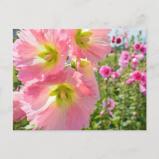 Briefkaart Hollyhock Flowers (Voorkant)