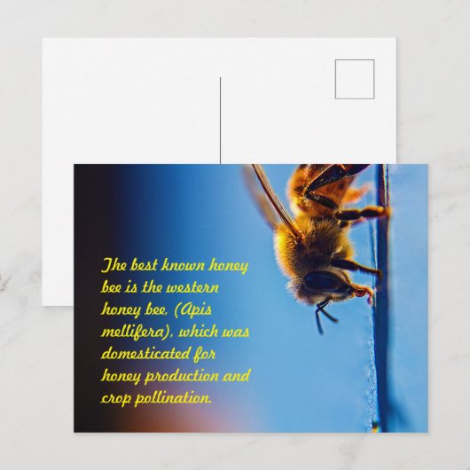 Briefkaart honingbijen (Voorkant / Achterkant)