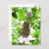 Briefkaart - Honingbijen op bloesem (Voorkant / Achterkant)