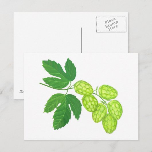 Briefkaart hopbloemen (Voorkant / Achterkant)