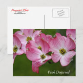 Briefkaart: Horizontaal Dogwood Briefkaart (Voorkant / Achterkant)