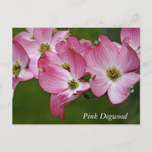 Briefkaart: Horizontaal Dogwood Briefkaart (Voorkant)