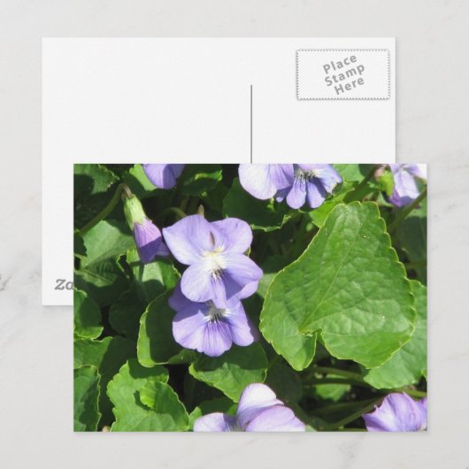 Briefkaart horizontale Sjabloon - Gepersonaliseerd (Voorkant / Achterkant)