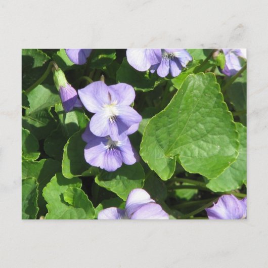 Briefkaart horizontale Sjabloon - Gepersonaliseerd (Voorkant)