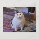 Briefkaart Huh Cat Meme (Voorkant)