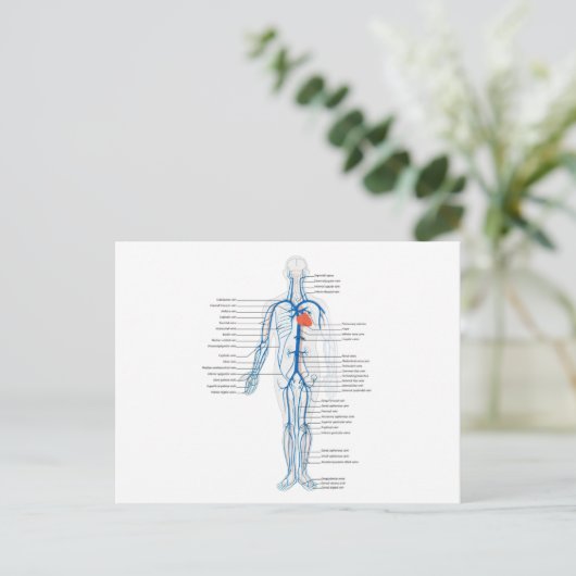 Briefkaart Humaan Circulatoir Systeem van Aderen (Staand voorkant)