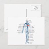 Briefkaart Humaan Circulatoir Systeem van Aderen (Voorkant / Achterkant)