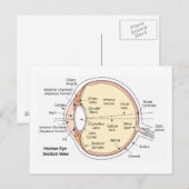 Briefkaart Humaan Oogbal (Voorkant / Achterkant)