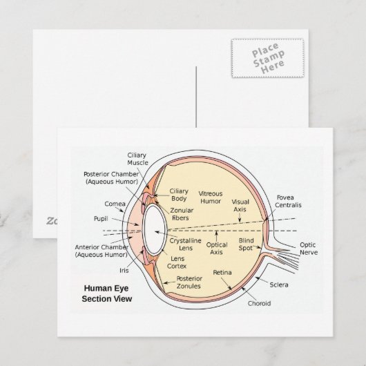 Briefkaart Humaan Oogbal (Voorkant / Achterkant)