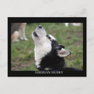 briefkaart husky