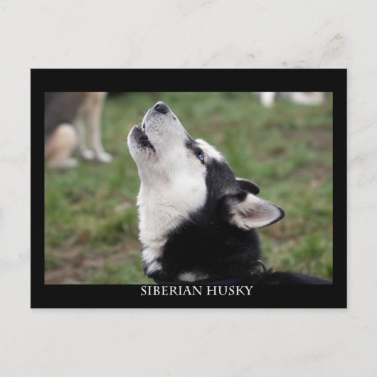 briefkaart husky (Voorkant)