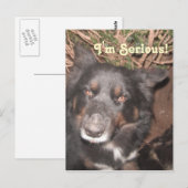 Briefkaart Husky Collie Cross (Voorkant / Achterkant)