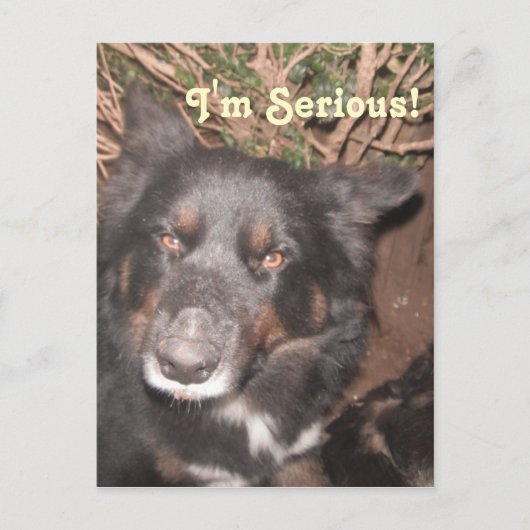 Briefkaart Husky Collie Cross (Voorkant)