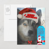 Briefkaart Husky Kerstmis wil kerstman kerstman (Voorkant / Achterkant)