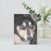 Briefkaart Husky One Blue Eye One Brown Eye (Staand voorkant)
