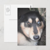 Briefkaart Husky One Blue Eye One Brown Eye (Voorkant / Achterkant)
