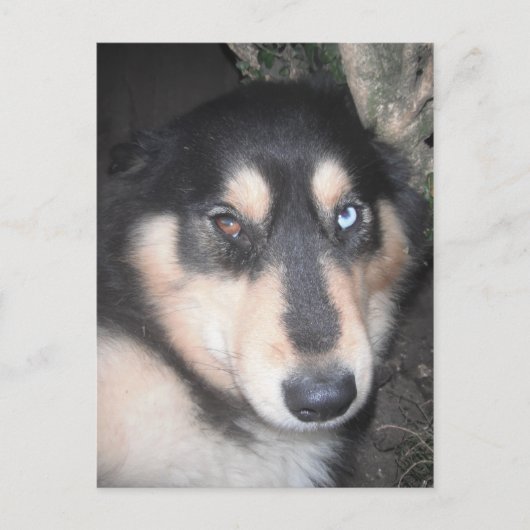 Briefkaart Husky One Blue Eye One Brown Eye (Voorkant)