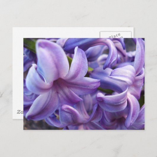 Briefkaart Hyacinth Flowers (Voorkant / Achterkant)