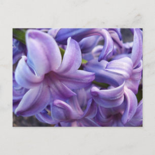 Briefkaart Hyacinth Flowers