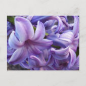 Briefkaart Hyacinth Flowers (Voorkant)