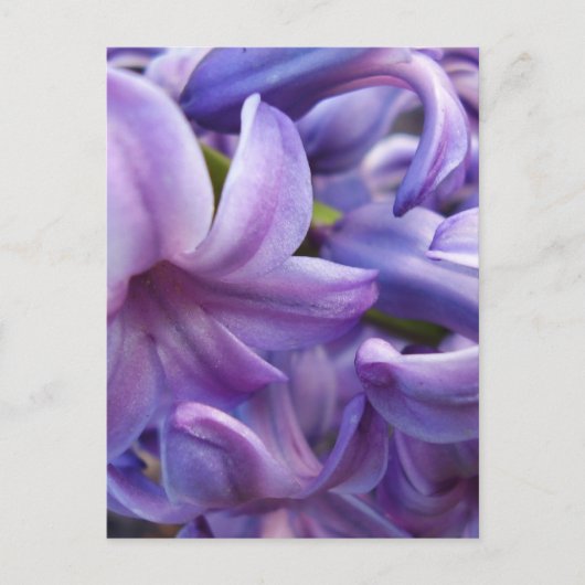 Briefkaart Hyacinth Flowers (Voorkant)