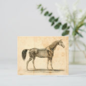Briefkaart I van de Anatomie van het paard (Staand voorkant)