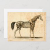 Briefkaart I van de Anatomie van het paard (Voorkant / Achterkant)