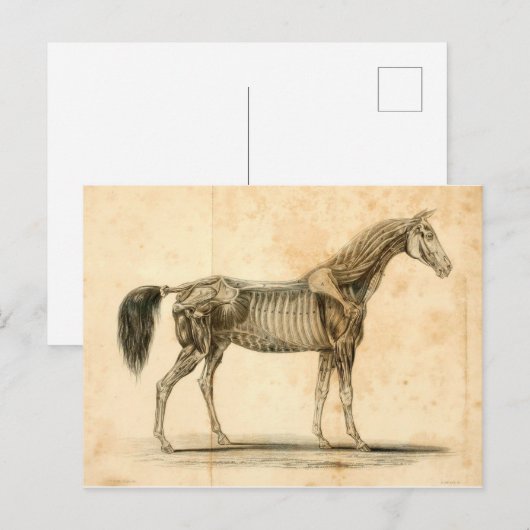 Briefkaart I van de Anatomie van het paard (Voorkant / Achterkant)