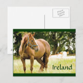 Briefkaart Ierland (paarden in het veld) (Voorkant / Achterkant)