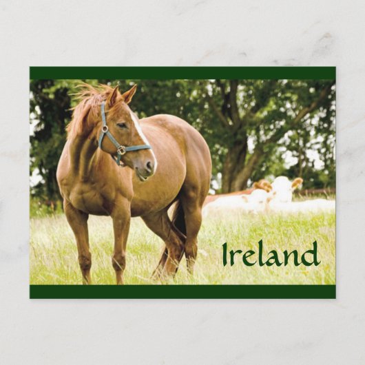 Briefkaart Ierland (paarden in het veld) (Voorkant)