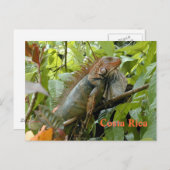 Briefkaart Iguana Costa Rica (Voorkant / Achterkant)