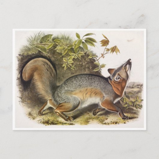 Briefkaart  illustratie (Voorkant)