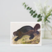 Briefkaart  illustratie (Staand voorkant)