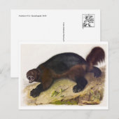 Briefkaart  illustratie (Voorkant / Achterkant)