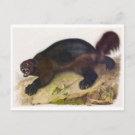 Briefkaart  illustratie (Voorkant)