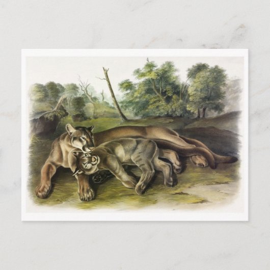 Briefkaart  illustratie (Voorkant)