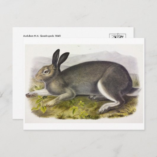 Briefkaart  illustratie (Voorkant / Achterkant)