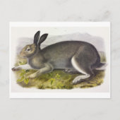 Briefkaart  illustratie (Voorkant)