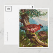 Briefkaart  illustratie (Voorkant / Achterkant)